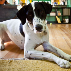 DogWatch of Mid-Alabama, Montgomery, Alabama | Indoor Pet Boundaries Contact Us Image