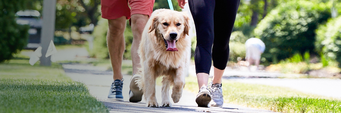 DogWatch of Mid-Alabama, Montgomery, Alabama | SideWalker Leash Trainer Slider Image